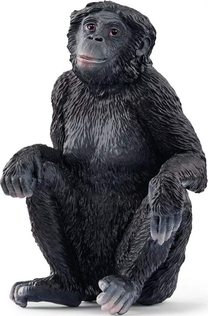 Bonobo Female